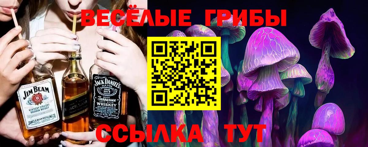 Псилоцибиновые грибы прущие грибы  Вход с VPN  Камышлов  Псилоцибиновые грибы GOLDEN TEACHER 